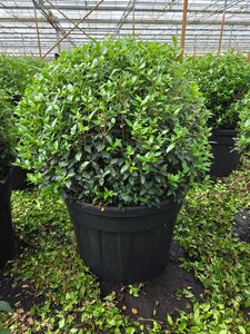 Osmanthus burkwoodii 80 cm container bulb