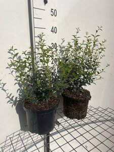 Osmanthus burkwoodii geen maat specificatie cont. 5,0L
