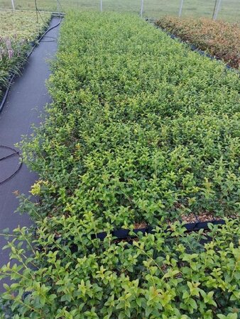 Osmanthus burkwoodii geen maat specificatie 0,55L/P9cm - afbeelding 5