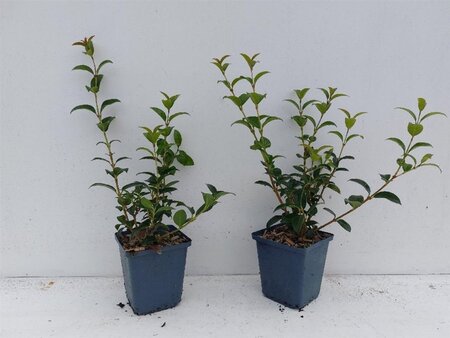 Osmanthus burkwoodii geen maat specificatie 0,55L/P9cm - afbeelding 6
