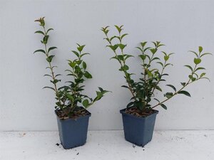 Osmanthus burkwoodii geen maat specificatie 0,55L/P9cm - afbeelding 6