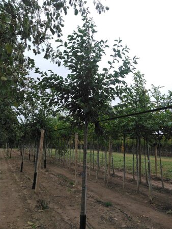 Ostrya carpinifolia 14-16 Hoogstam draadkluit 2 X verplant