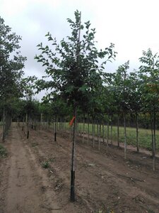 Ostrya carpinifolia 16-18 STA WRB 3 X V