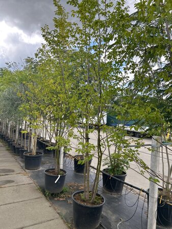 Ostrya carpinifolia 250-300 cm WRB multi-stem