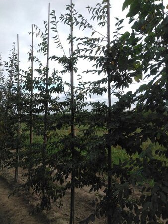 Ostrya carpinifolia 8-10 Hoogstam wortelgoed