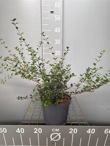 Osmanthus delavayi 20-30 cm cont. 3,0L - afbeelding 4