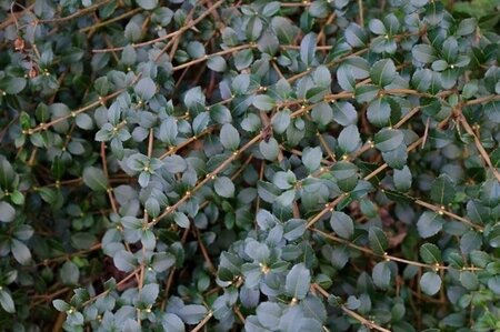 Osmanthus delavayi 20-30 cm cont. 3,0L - afbeelding 3