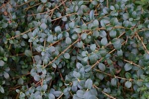 Osmanthus delavayi 20-30 cm cont. 3,0L - afbeelding 3