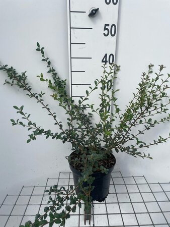 Osmanthus delavayi 30-40 cm cont. 3,0L - afbeelding 4