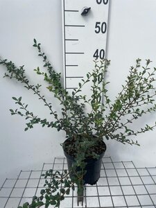 Osmanthus delavayi 30-40 cm cont. 3,0L - afbeelding 4