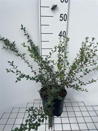 Osmanthus delavayi 30-40 cm cont. 3,0L - afbeelding 5