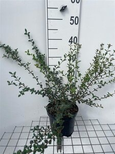 Osmanthus delavayi 30-40 cm cont. 3,0L - afbeelding 5