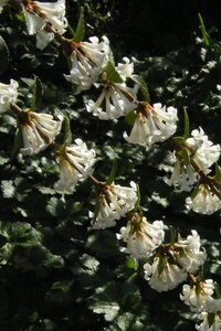 Osmanthus delavayi 30-40 cm cont. 3,0L - afbeelding 2