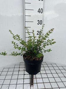 Osmanthus delavayi geen maat specificatie cont. 3,0L