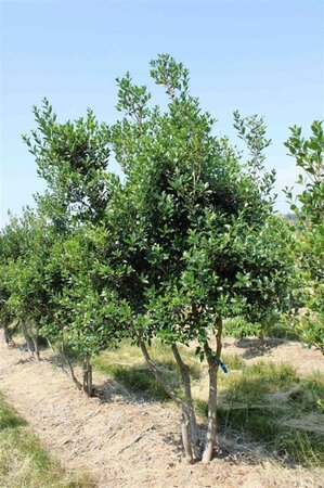 Osmanthus heterophyllus = aquifolium 200-250 cm draadkluit - afbeelding 2