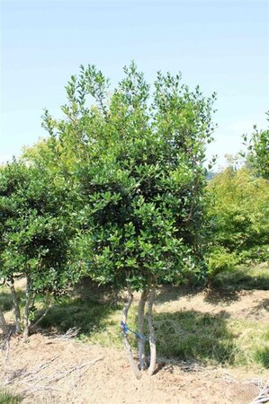 Osmanthus heterophyllus = aquifolium 200-250 cm draadkluit - afbeelding 3