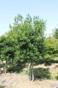 Osmanthus heterophyllus = aquifolium 200-250 cm draadkluit - afbeelding 3