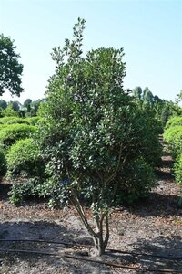 Osmanthus heterophyllus = aquifolium 200-250 cm draadkluit - afbeelding 4