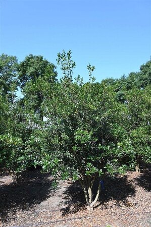 Osmanthus heterophyllus = aquifolium 200-250 cm draadkluit - afbeelding 5