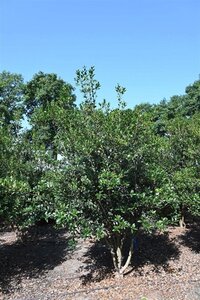 Osmanthus heterophyllus = aquifolium 200-250 cm draadkluit - afbeelding 5