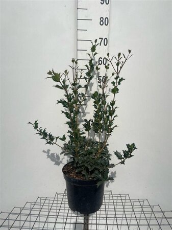 Osmanthus heterophyllus = aquifolium 60-80 cm cont. 7,5L - afbeelding 3