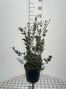 Osmanthus heterophyllus = aquifolium 60-80 cm cont. 7,5L - afbeelding 3