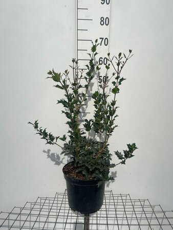 Osmanthus heterophyllus = aquifolium 60-80 cm cont. 7,5L - afbeelding 2