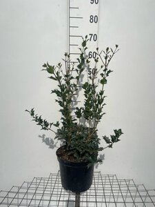 Osmanthus heterophyllus = aquifolium 60-80 cm cont. 7,5L - afbeelding 2