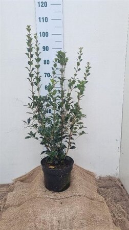 Osmanthus heterophyllus = aquifolium 60-80 cm cont. 7,5L - afbeelding 4