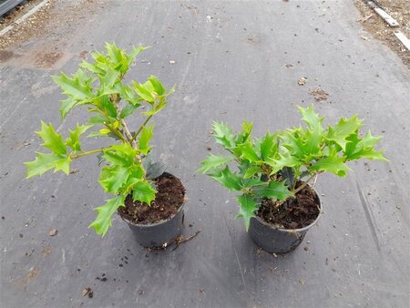 Osmanthus heterophyllus = aquifolium geen maat specificatie 0,55L/P9cm