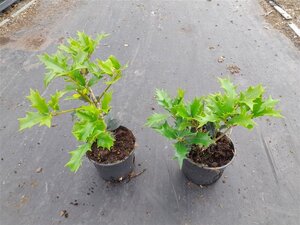 Osmanthus heterophyllus = aquifolium geen maat specificatie 0,55L/P9cm