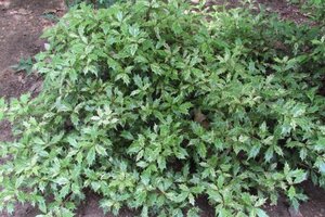 Osmanthus heter. 'Goshiki' 20-25 cm cont. 3,0L - afbeelding 2