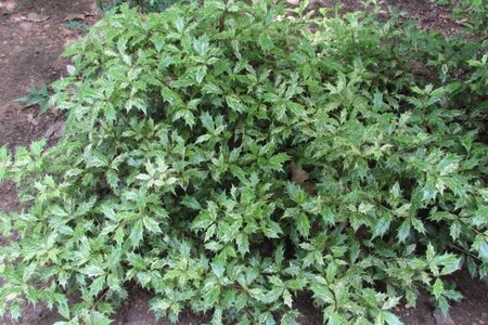 Osmanthus heter. 'Goshiki' 25-30 cm cont. 3,0L - afbeelding 2