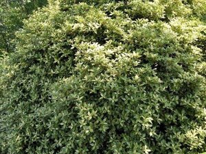 Osmanthus heter. 'Goshiki' 25-30 cm cont. 3,0L - afbeelding 3