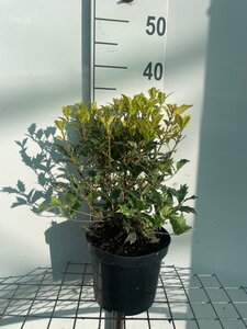 Osmanthus heter. 'Goshiki' 30-40 cm cont. 3,0L - afbeelding 4