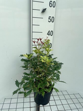 Osmanthus heter. 'Goshiki' 30-40 cm cont. 3,0L - afbeelding 4