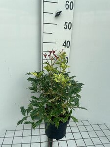 Osmanthus heter. 'Goshiki' 30-40 cm cont. 3,0L - afbeelding 4