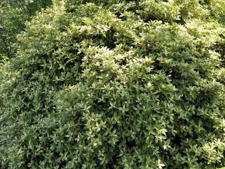 Osmanthus heter. 'Goshiki' 30-40 cm cont. 3,0L - afbeelding 3