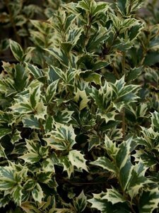 Osmanthus heter. 'Variegatus' 25-30 cm cont. 3,0L - afbeelding 2