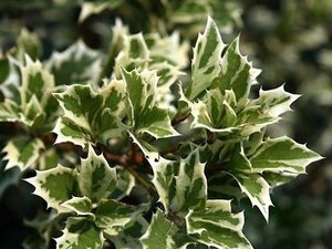 Osmanthus heter. 'Variegatus' 30-40 cm cont. 3,0L - afbeelding 3