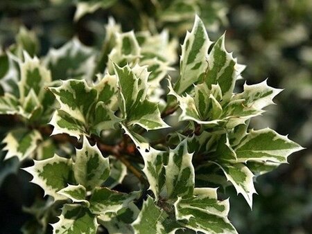 Osmanthus heter. 'Variegatus' 40-50 cm cont. 3,0L - afbeelding 3