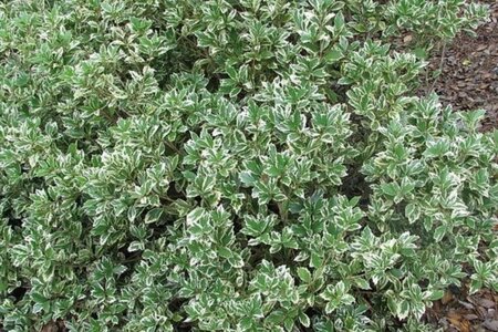 Osmanthus heter. 'Variegatus' 50-60 cm container - afbeelding 1