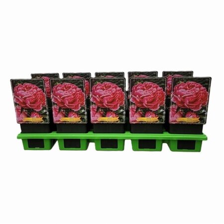 Paeonia (LD) 'Alexander Fleming' geen maat specificatie cont. 1L - afbeelding 1