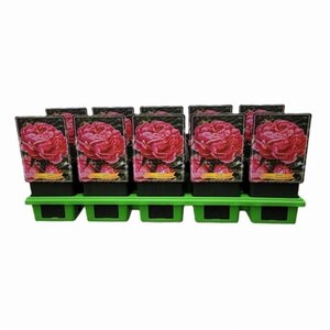 Paeonia (LD) 'Alexander Fleming' geen maat specificatie cont. 1L