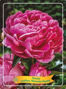 Paeonia (LD) 'Alexander Fleming' geen maat specificatie cont. 1L - image 2