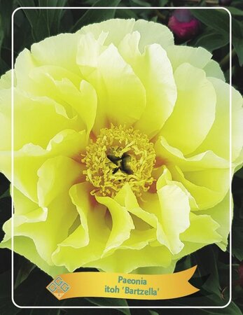 Paeonia (I) 'Bartzella' geen maat specificatie cont. 1L - image 1