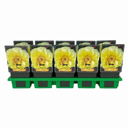 Paeonia (I) 'Bartzella' geen maat specificatie cont. 1L - image 2