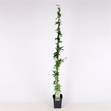 Passiflora caerulea 150-175 cm cont. 5,0L - afbeelding 1