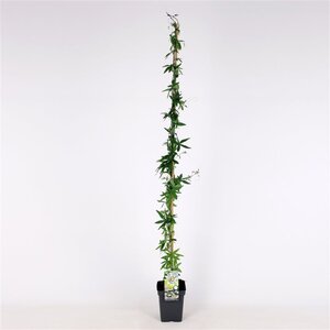 Passiflora caerulea 150-175 cm cont. 5,0L