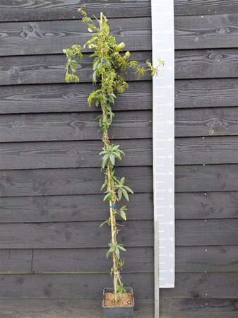 Passiflora caerulea 150-175 cm cont. 5,0L - afbeelding 2